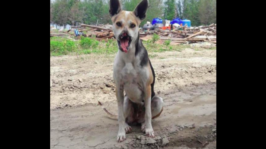 Thailand Dog rescued