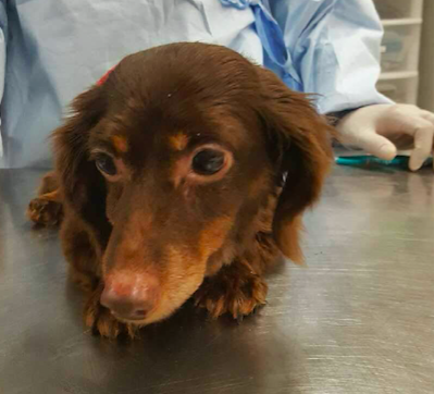 Dumped Dachshund