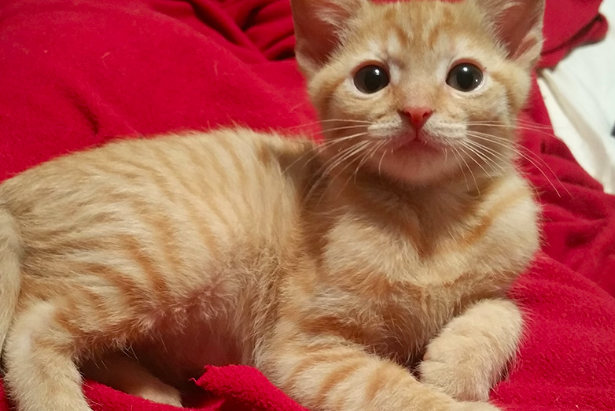 Kitten 'Bitz' ready for adoption