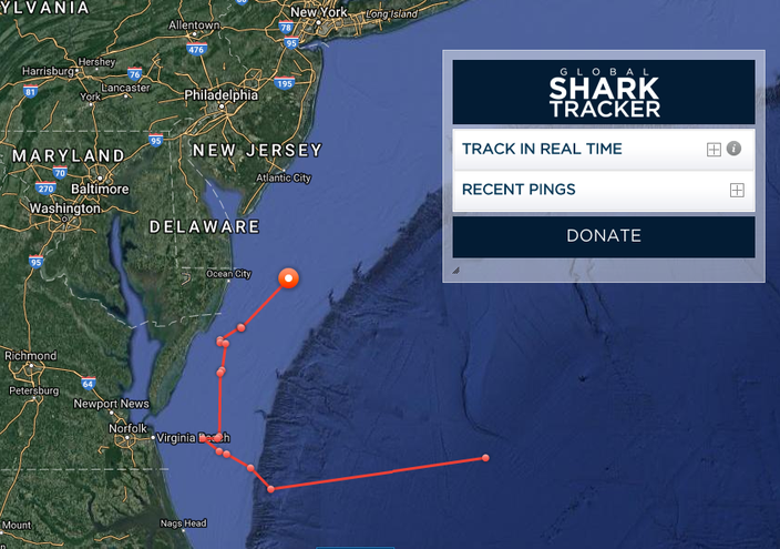 Shark Tracker at the Jersey Shore 