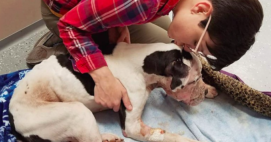 Dog left for dead in trash pile improves, but faces long recovery ...