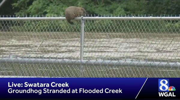 groundhog stranded