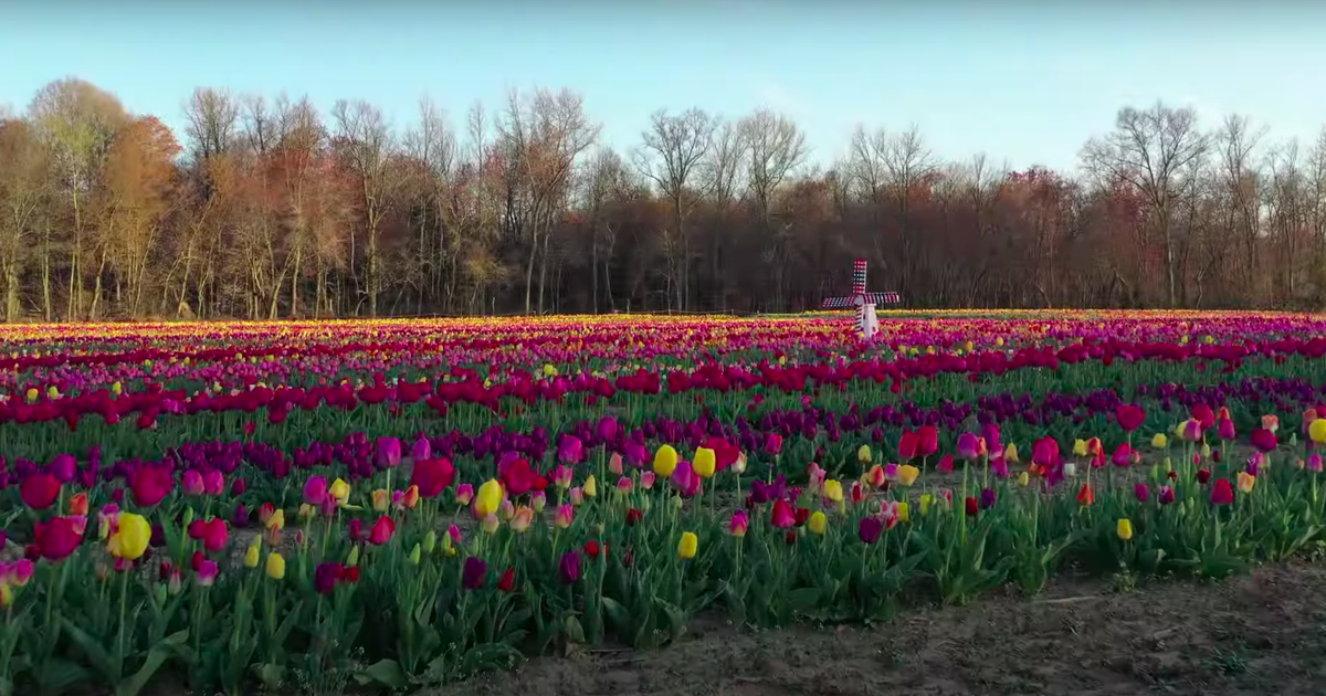 South Jersey tulip farm ordered to stop drivethrough tour due to COVID