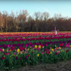 Dalton Farms tulips