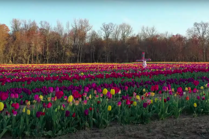 South Jersey Tulip Farm Ordered To Stop Drive Through Tour Due To Covid 19 Pandemic Phillyvoice