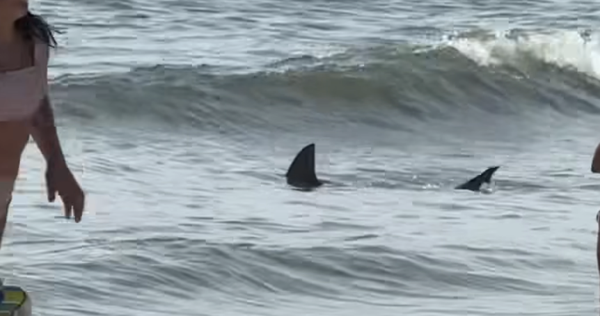 Shark sighting in Cape May Point causes temporarily beach closure