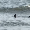 Shark Cape May Point