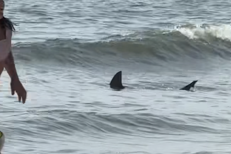 Shark Cape May Point