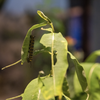Bug Fest 2025
