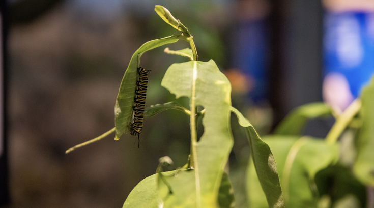 Bug Fest 2025