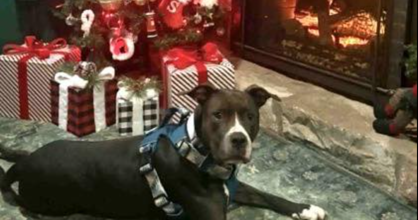 Primo Hoagies is covering adoption fees for large dogs at this N.J. animal shelter