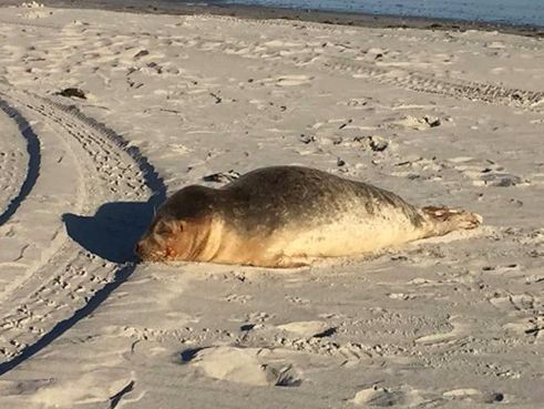 Warning to stay away from seals stranded on Jersey beaches - BBC News