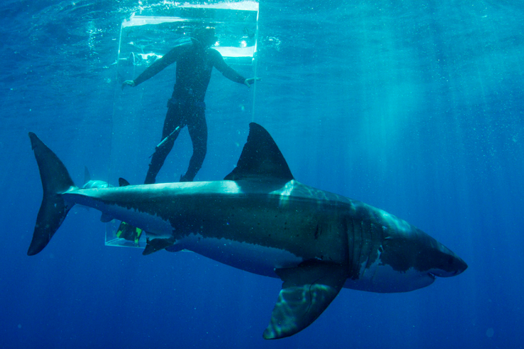 great white shark birth