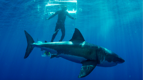 071115_Sharks