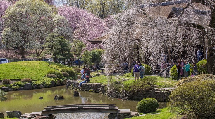 Shofuso_CherryBlossoms_