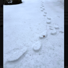 Reverse Footprints Snow