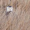 Snowy Owl Pennsylvania