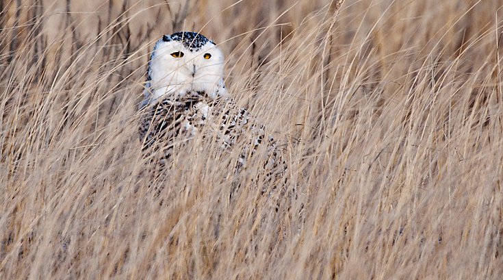 Snowy Owl Pennsylvania