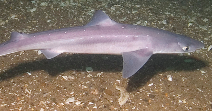 Dozens of spiny dogfish sharks wash up at Jersey Shore | PhillyVoice