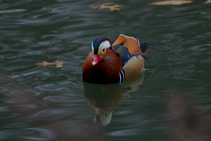 Straight Mandarin duck