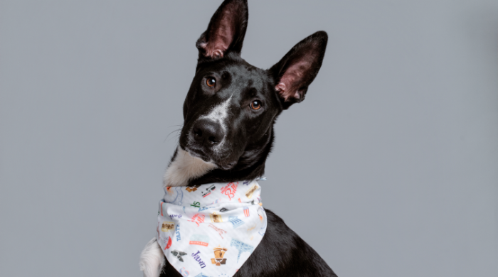 Strut Your Mutt Spring Festival