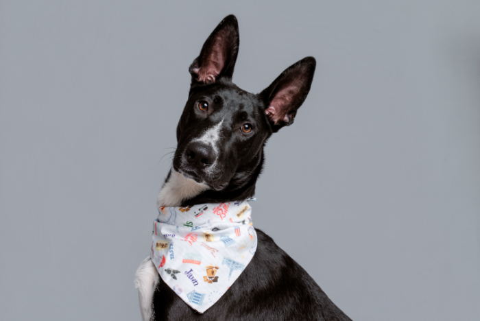 Strut Your Mutt Spring Festival