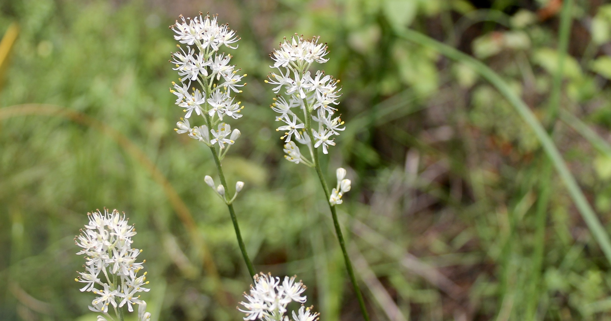 Temple scientist discovers rare species of wildflower only grows in New Jersey