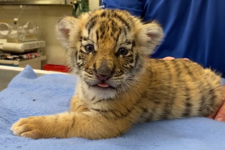 siberian tiger cubs