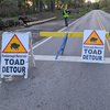 Toad Crossing 2