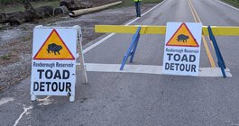 Toad Crossing 2