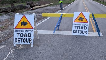 Toad Crossing 2
