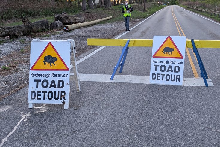 Toad Crossing 2