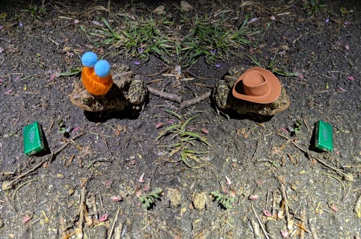 Toad Crossing 4 hats