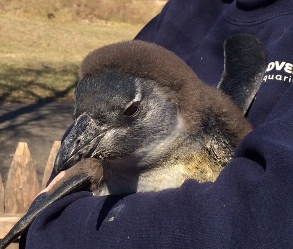 Penguin