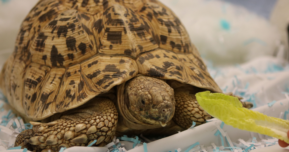 Academy of Natural Sciences to host 'Totally Turtles Weekend' | PhillyVoice