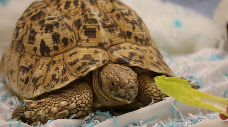 Totally Turtles Weekend