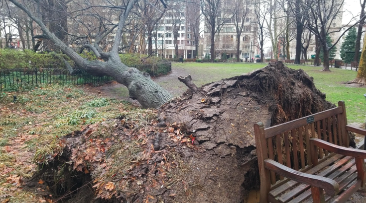 Fallen Tree Rittenhouse