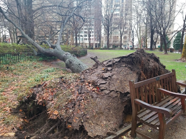 Fallen Tree Rittenhouse