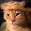 07152015_TrumpCat