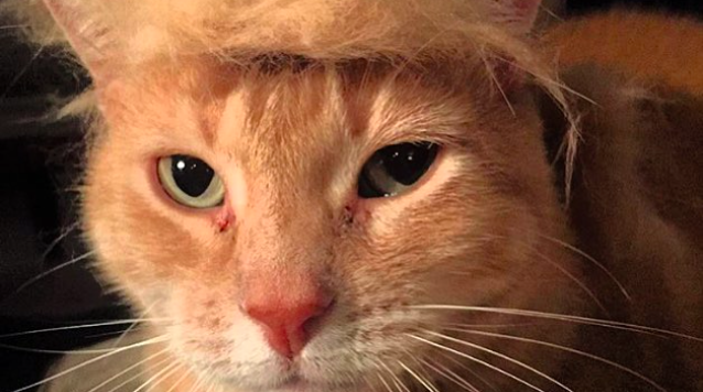07152015_TrumpCat
