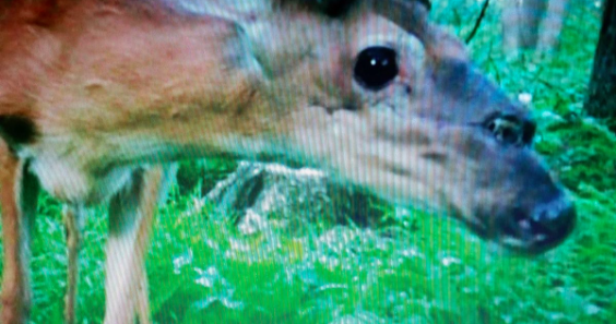 deer nose