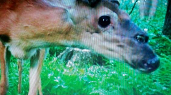 062816_Deertwonoses