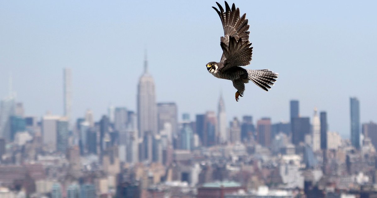 Empire State Building lights up to honor the Philadelphia Eagles?!?