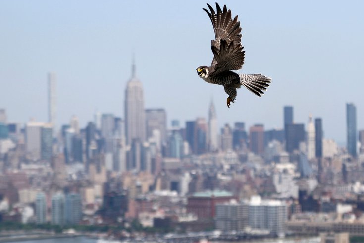 Empire-State-Building-Eagles