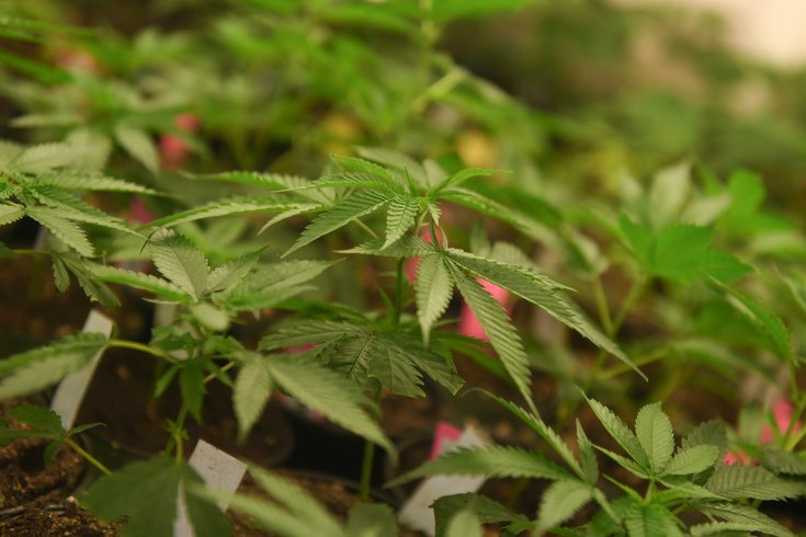 Marijuana Cannabis Picture Image