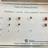 Ticks of PA