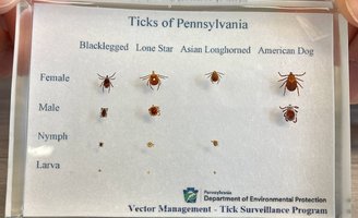 Ticks of PA