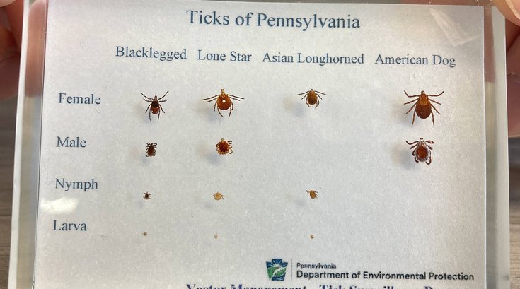 Ticks of PA
