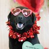 Valentine's Day cards from PSPCA