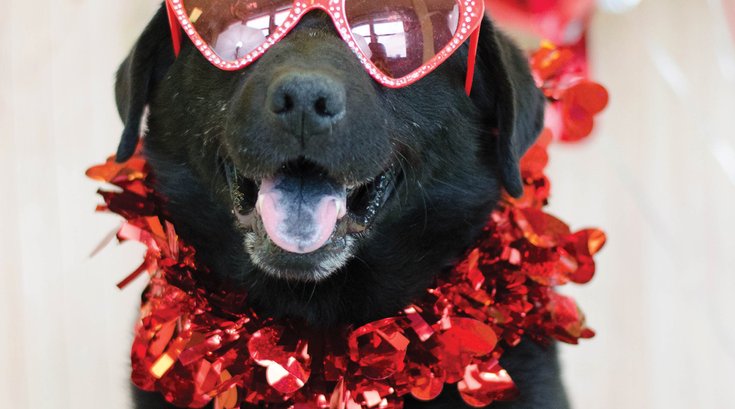 Valentine's Day cards from PSPCA